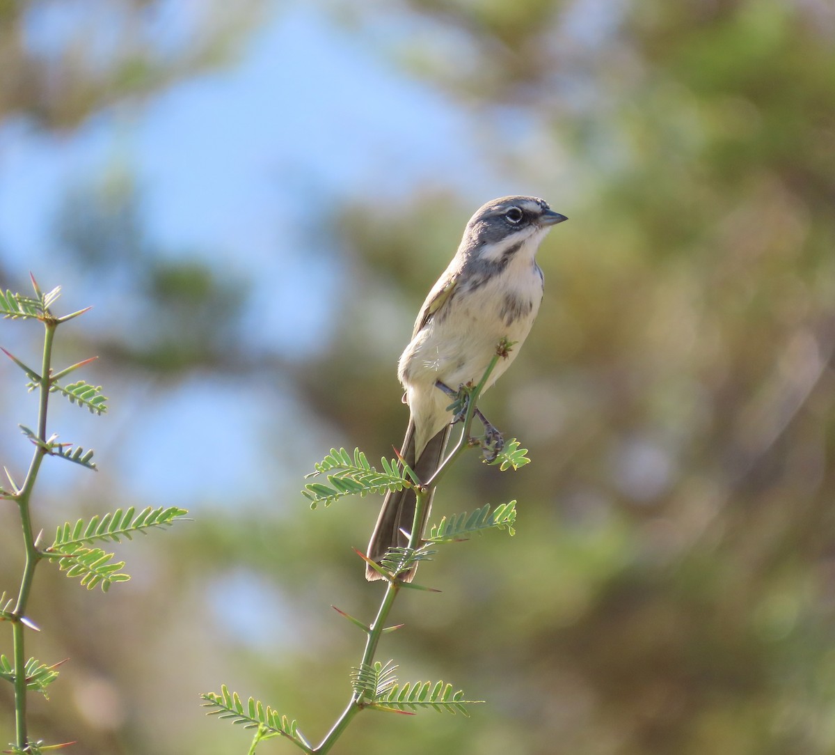 Sagebrush/Bell's Sparrow (Sage Sparrow) - ML624358715