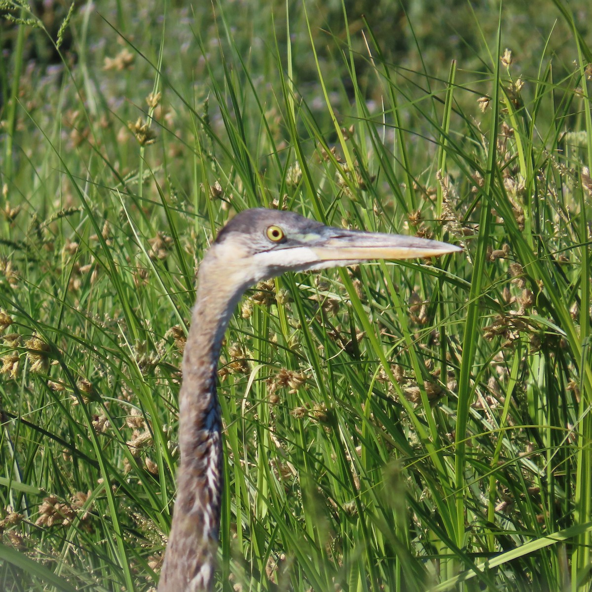 Great Blue Heron - ML624358759