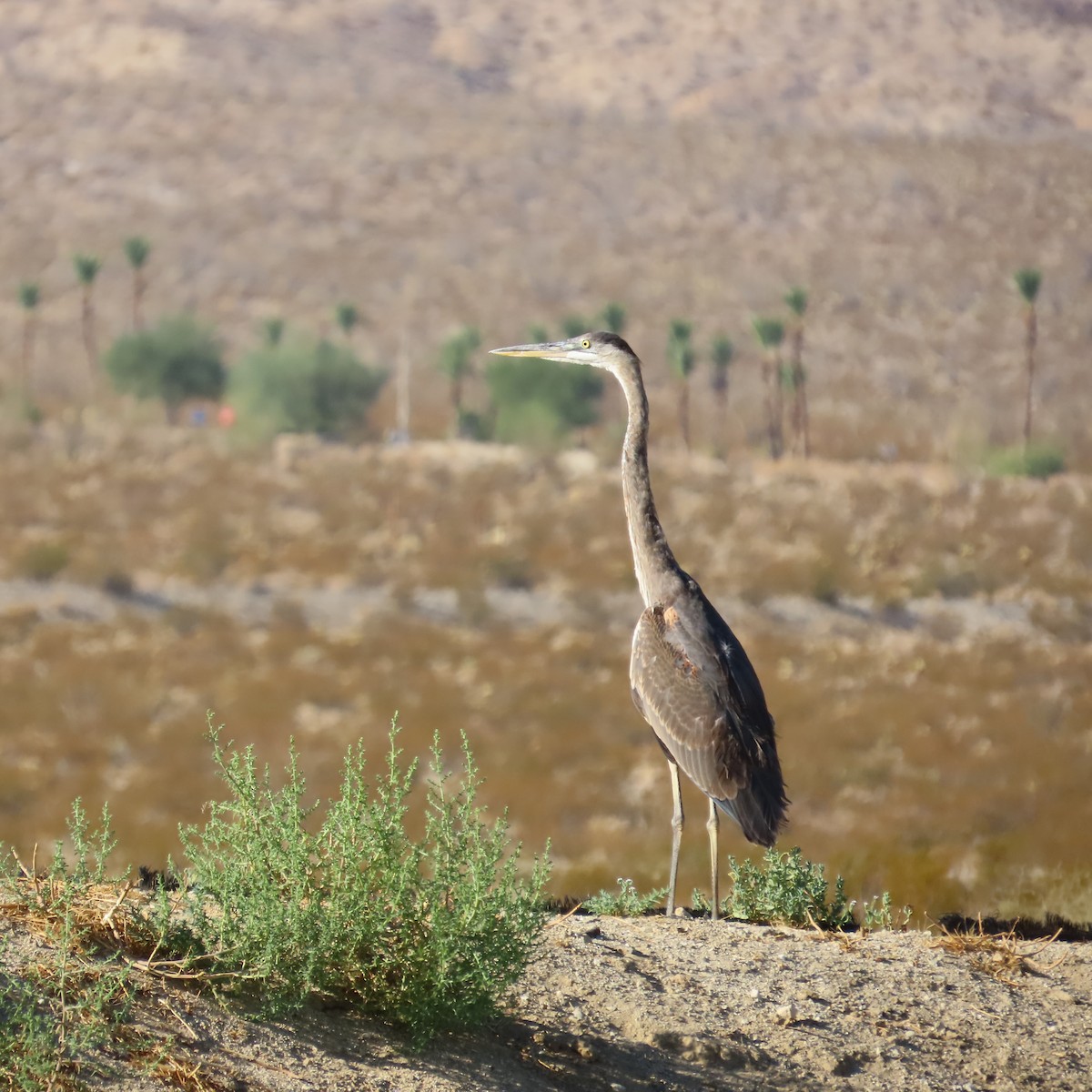 Great Blue Heron - ML624358780