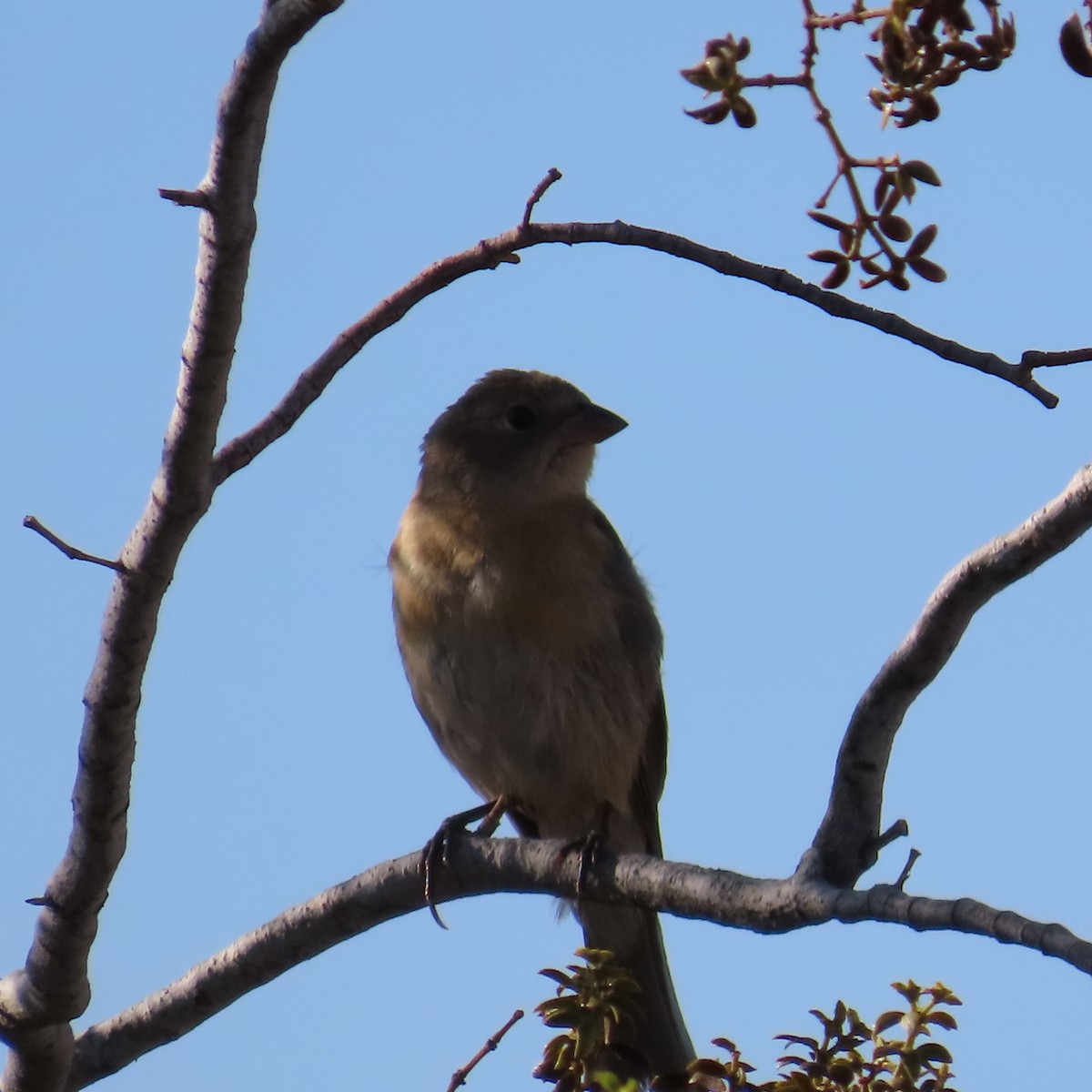 Lazuli Bunting - ML624358808