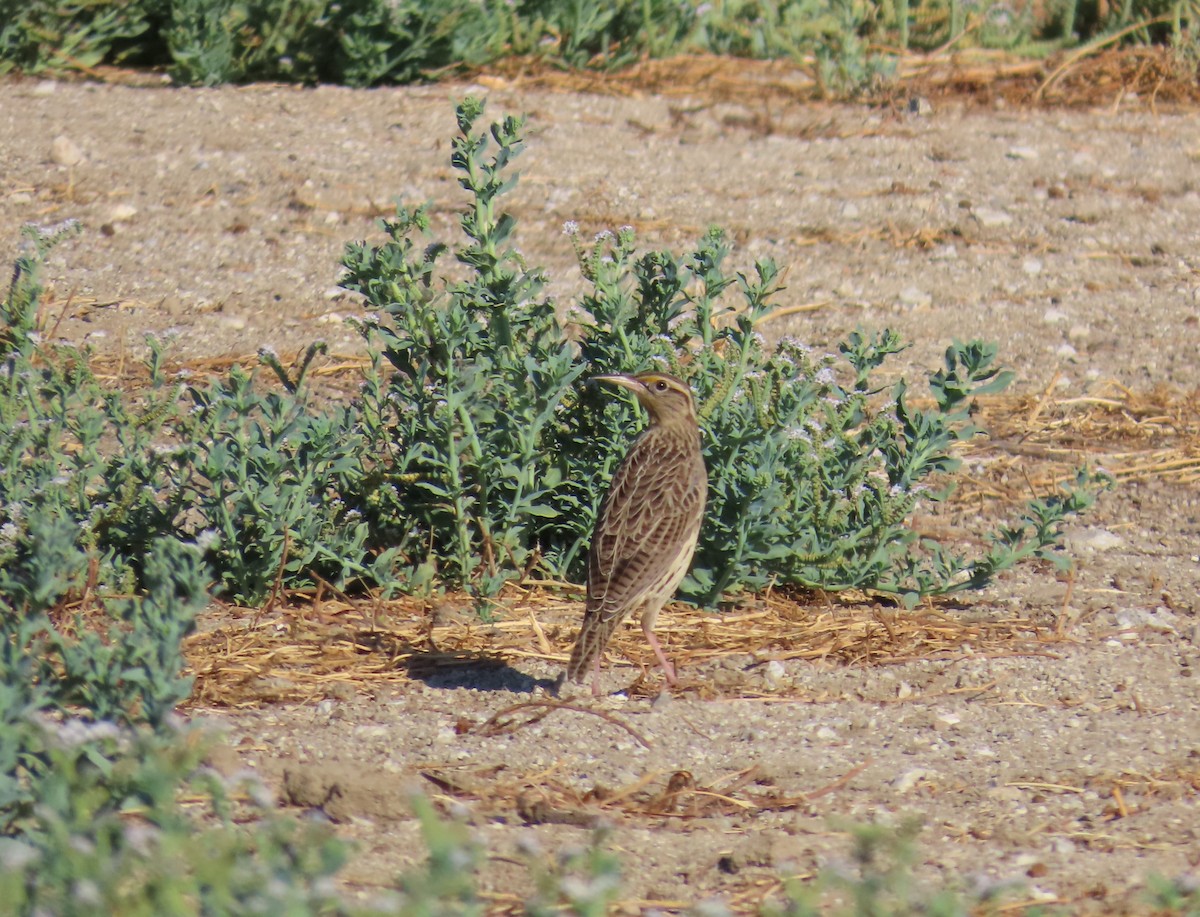 Western Meadowlark - Robert Theriault