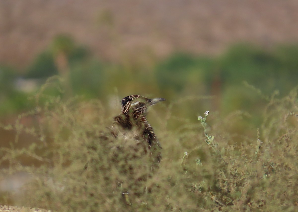 Greater Roadrunner - ML624358890