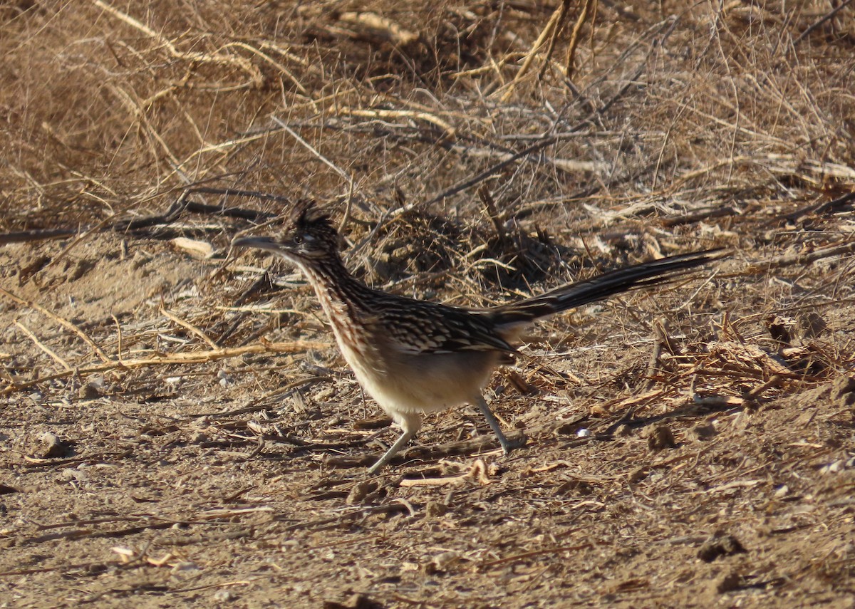 Greater Roadrunner - ML624358920