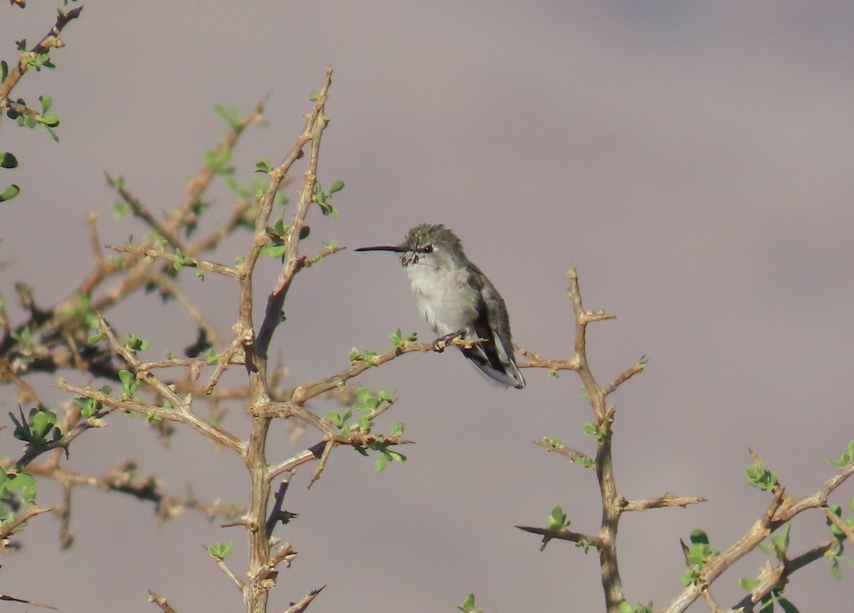 Costa's Hummingbird - Robert Theriault