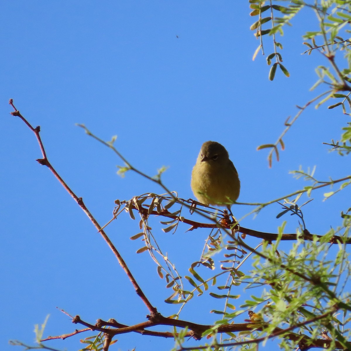 Orange-crowned Warbler - ML624358978