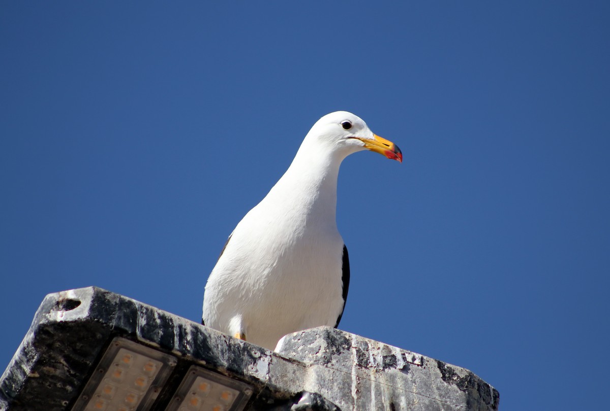 Belcher's Gull - ML624359012