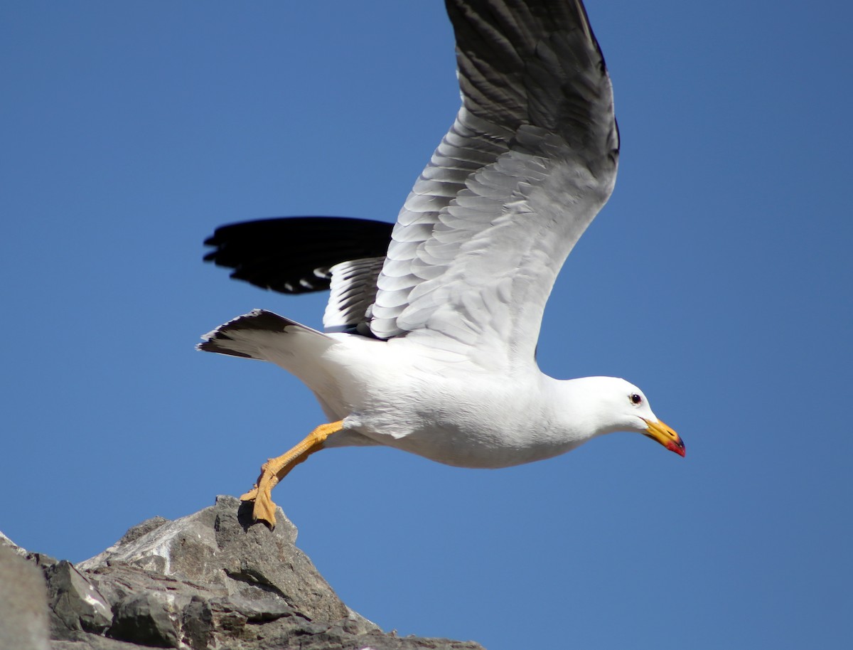 Belcher's Gull - ML624359017