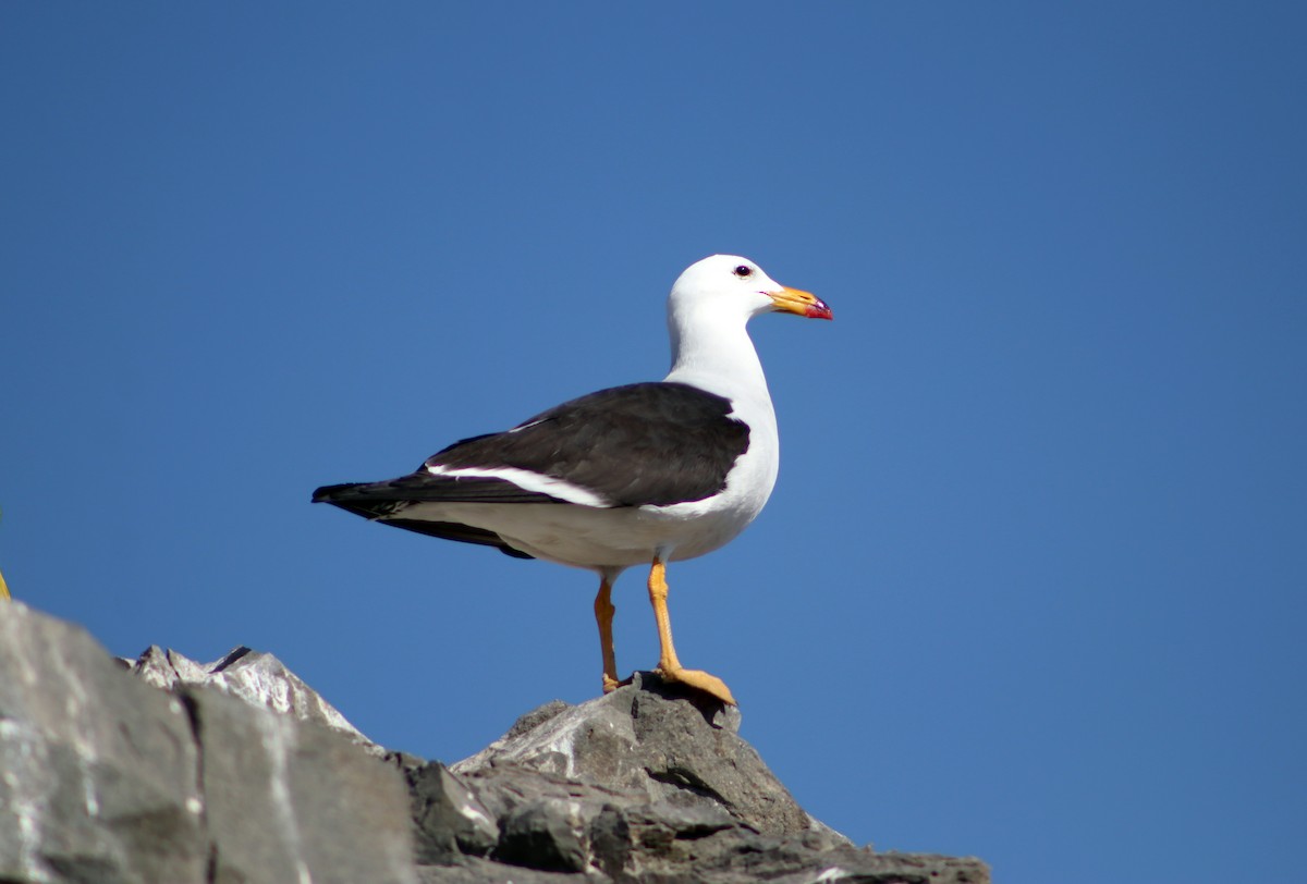 Belcher's Gull - ML624359022