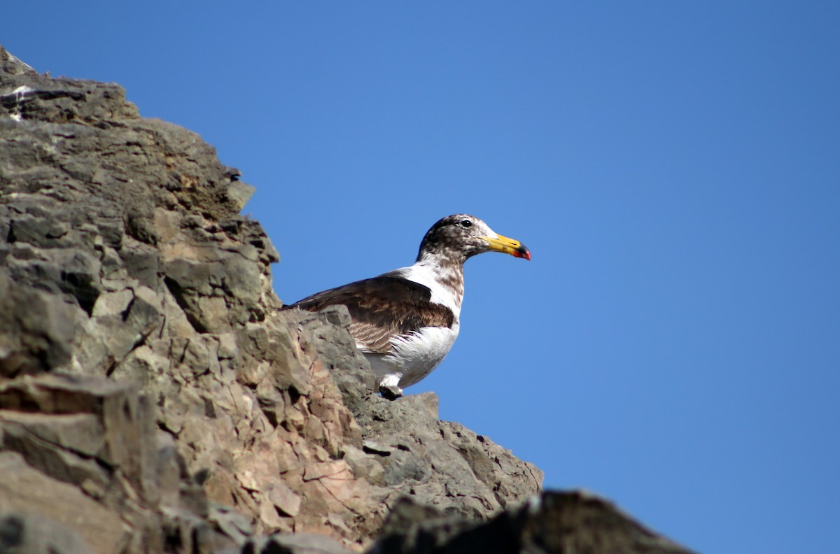Belcher's Gull - ML624359029