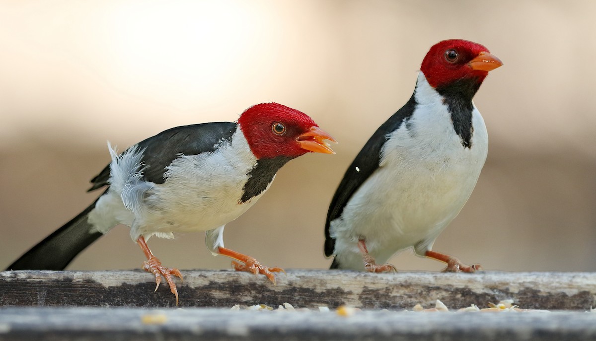 Yellow-billed Cardinal - ML624359060