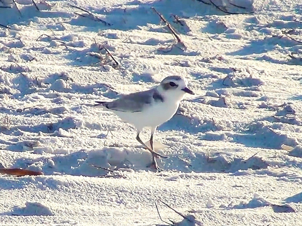snølo - ML624359198
