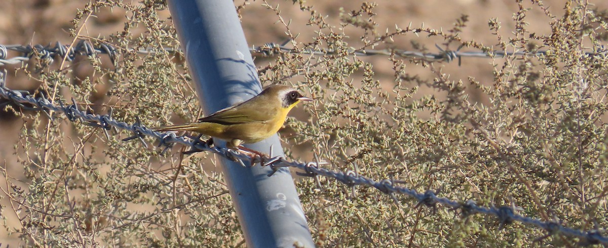 Common Yellowthroat - ML624359231