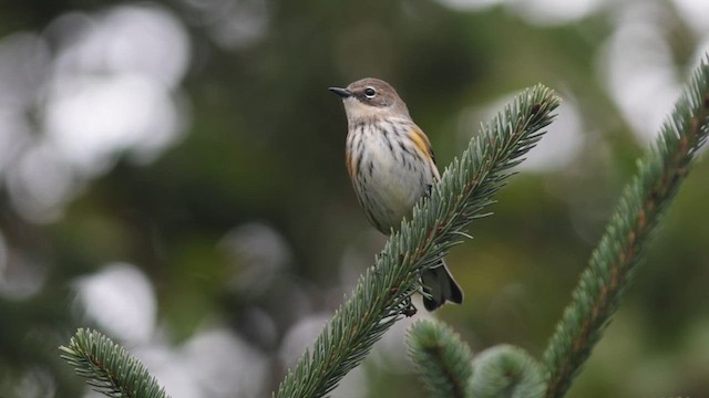 キヅタアメリカムシクイ（coronata） - ML624359269