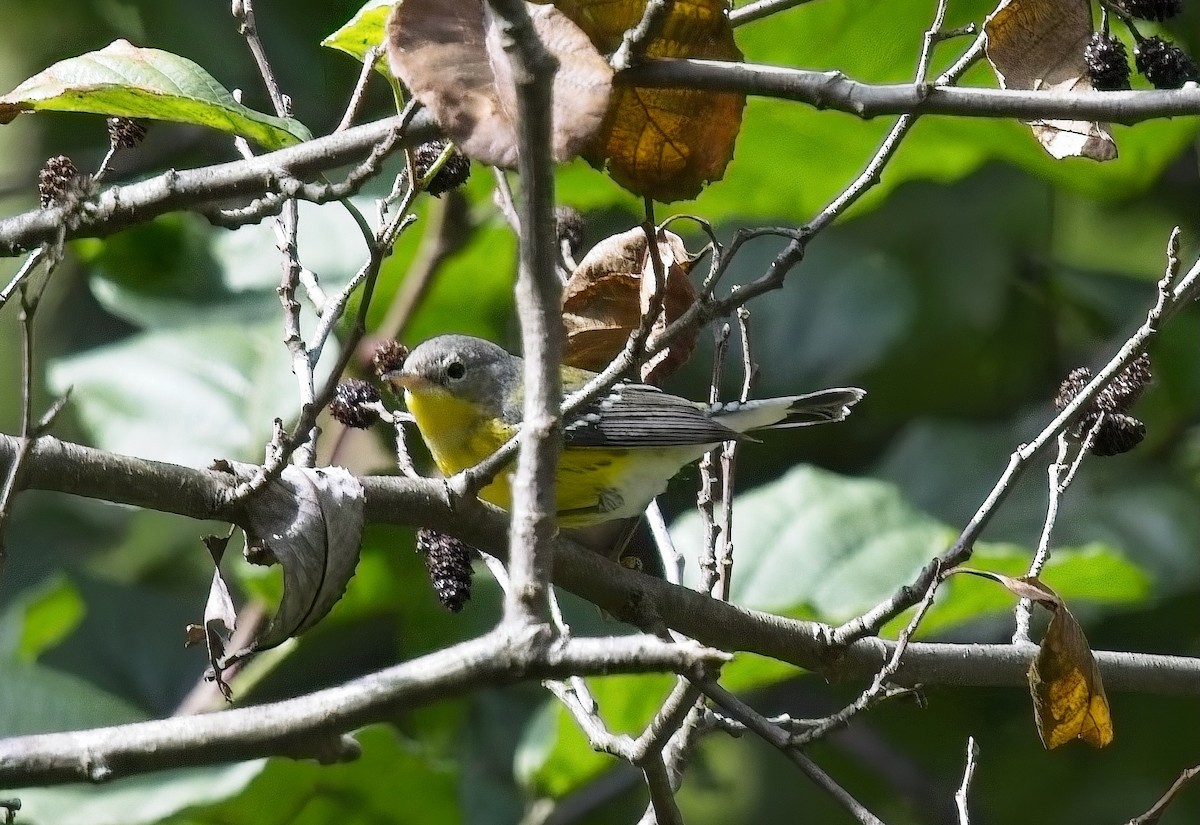 Magnolia Warbler - ML624359292