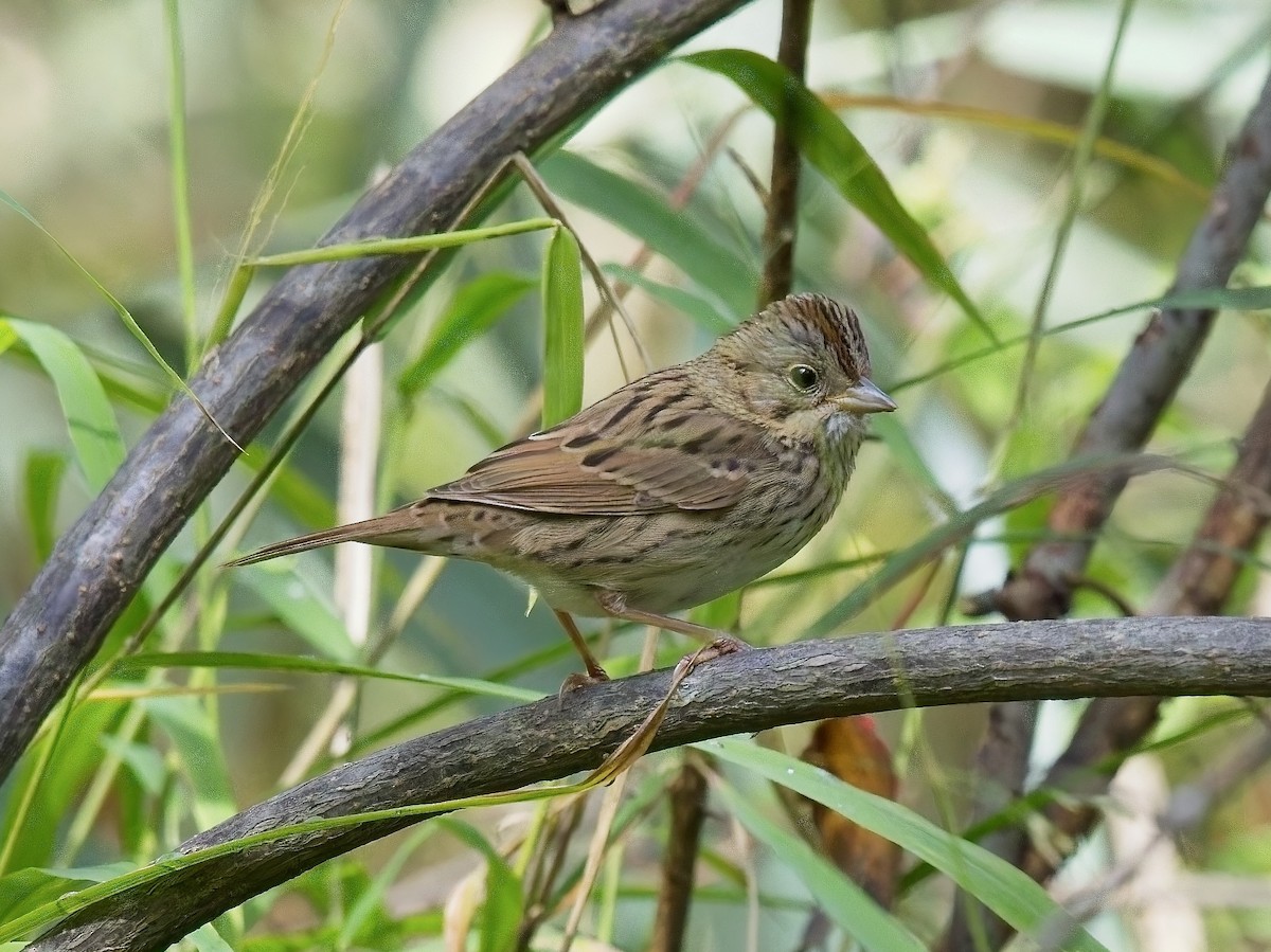 Lincoln's Sparrow - ML624359300