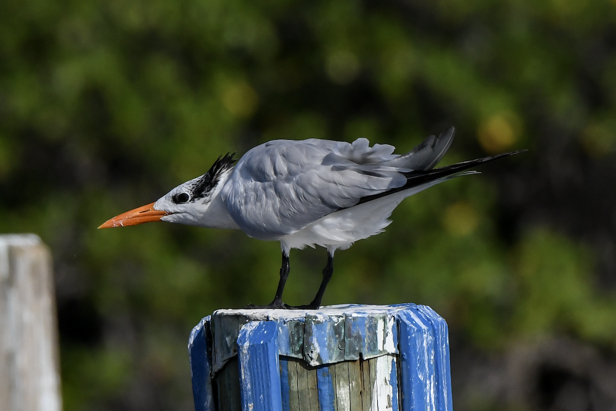 Royal Tern - Erik Martin