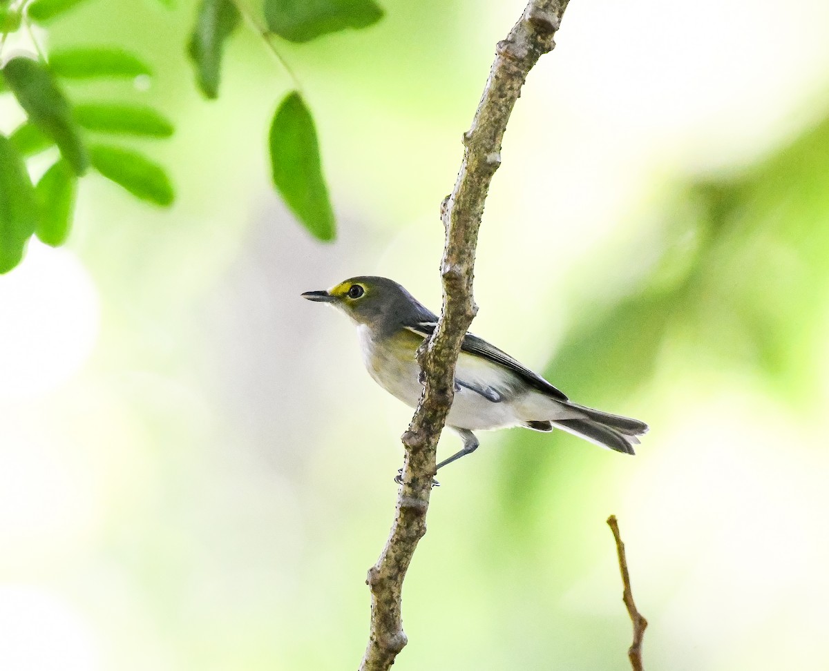 Weißaugenvireo - ML624359462