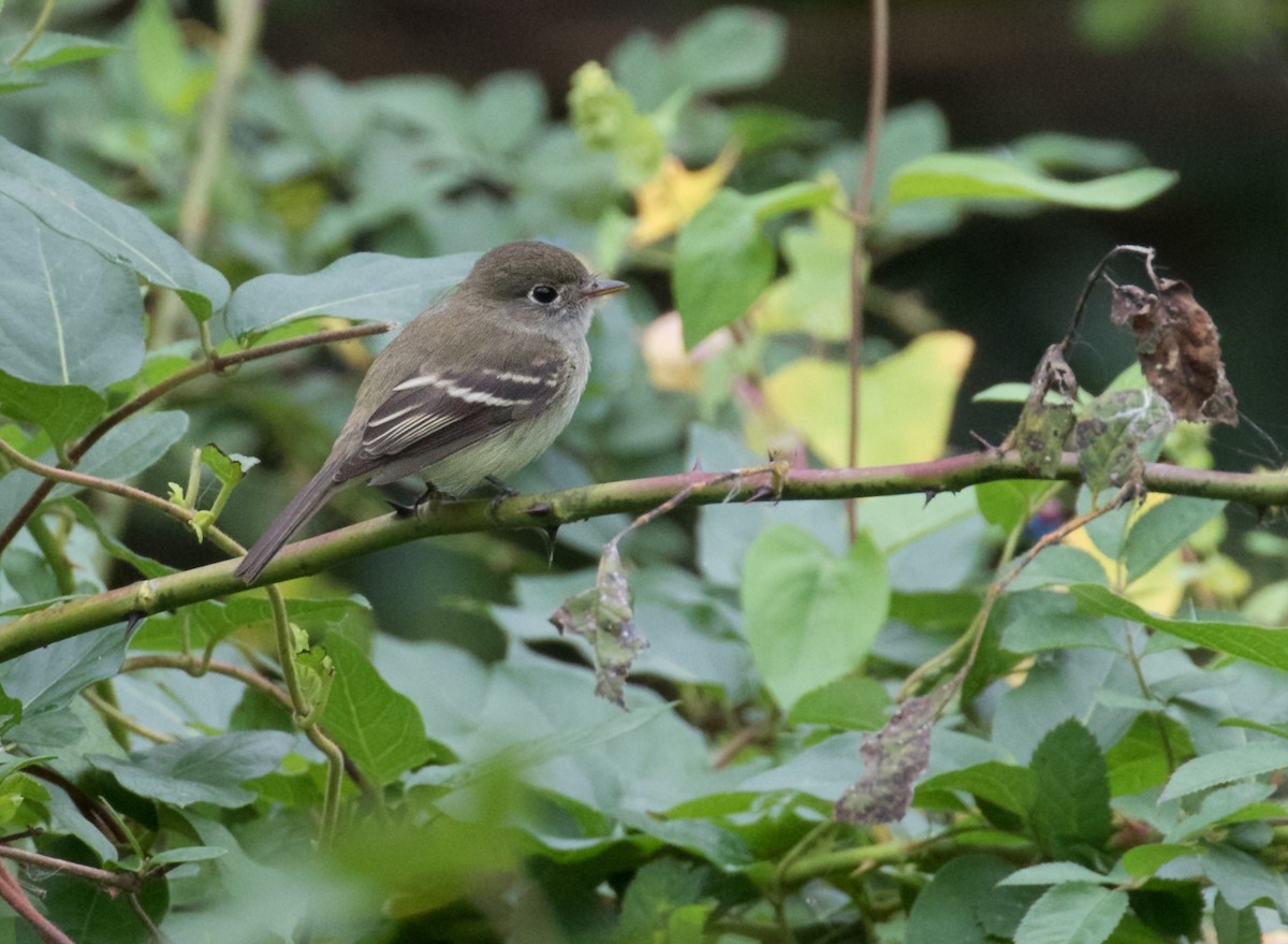 Least Flycatcher - Mark R Johnson