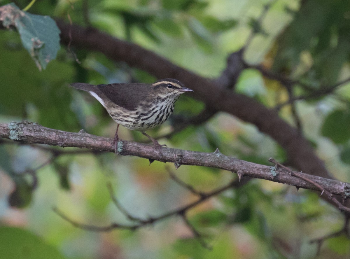 Northern Waterthrush - Mark R Johnson