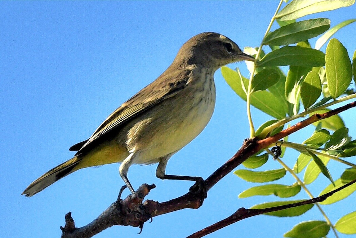 Palmenwaldsänger - ML624359506