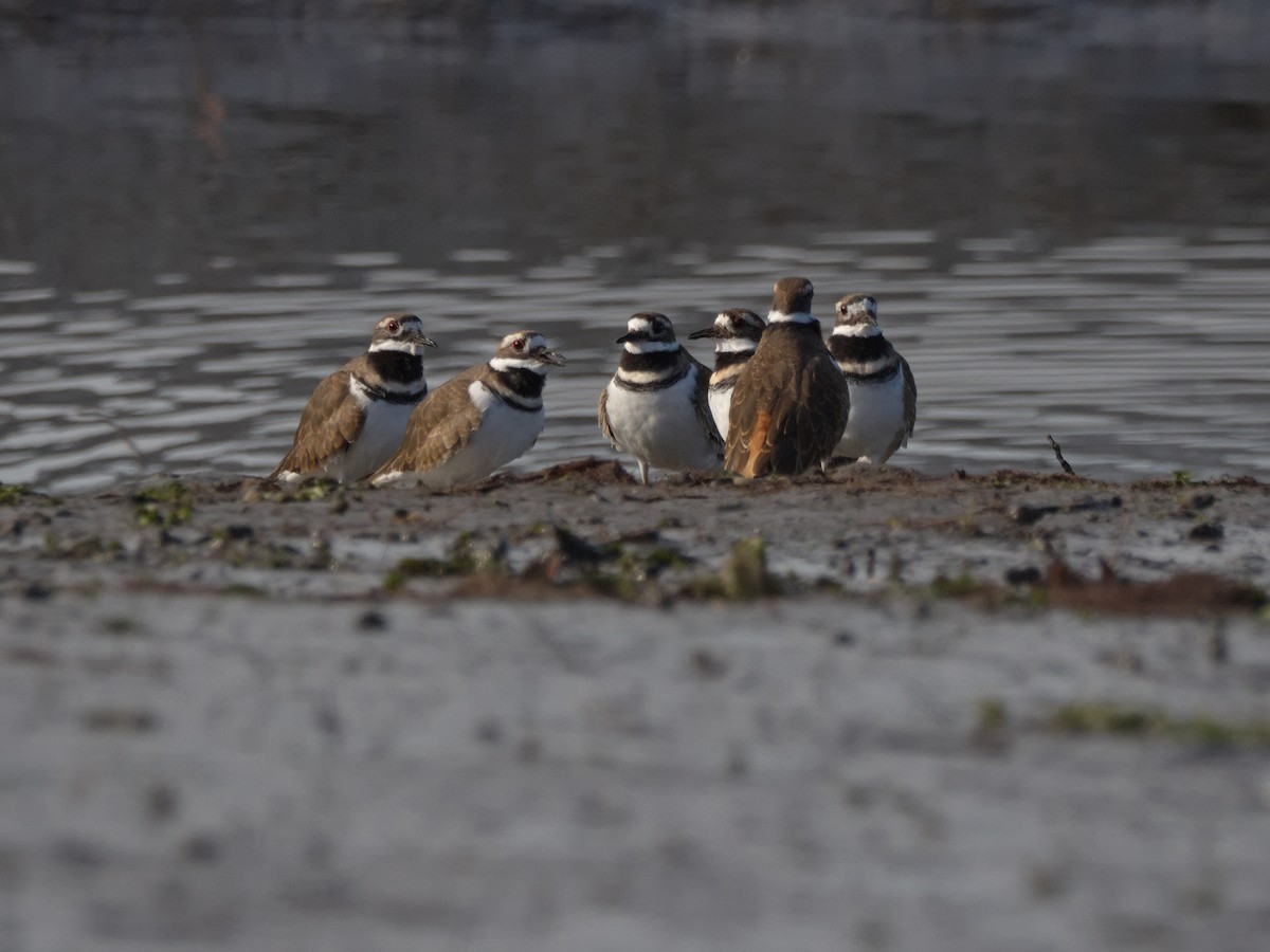 Killdeer - Kevin Krebs