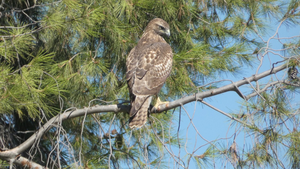 Rotschwanzbussard - ML624359525