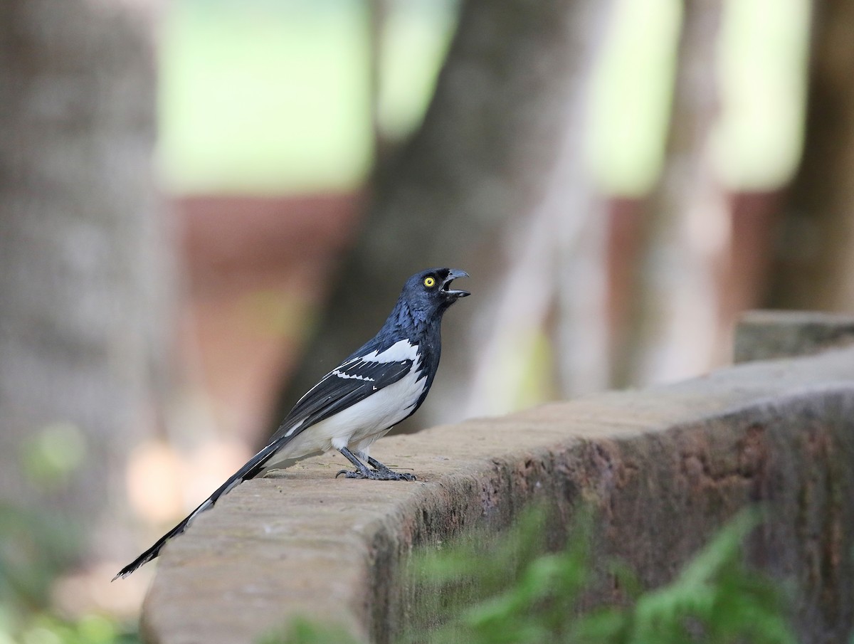 Magpie Tanager - ML624359537