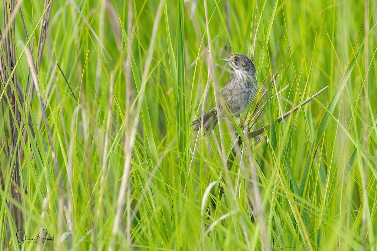 Seaside Sparrow - ML624359555