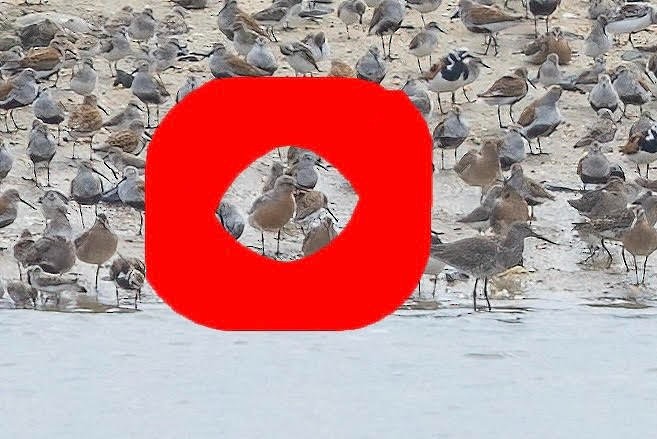 Red Knot - ML624359657