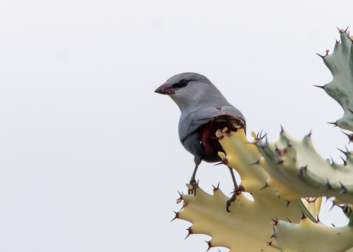 Lavender Waxbill - ML624359710