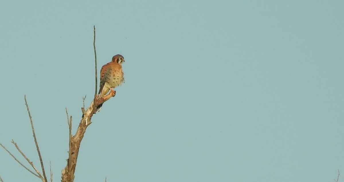 American Kestrel - Shirley Stafford