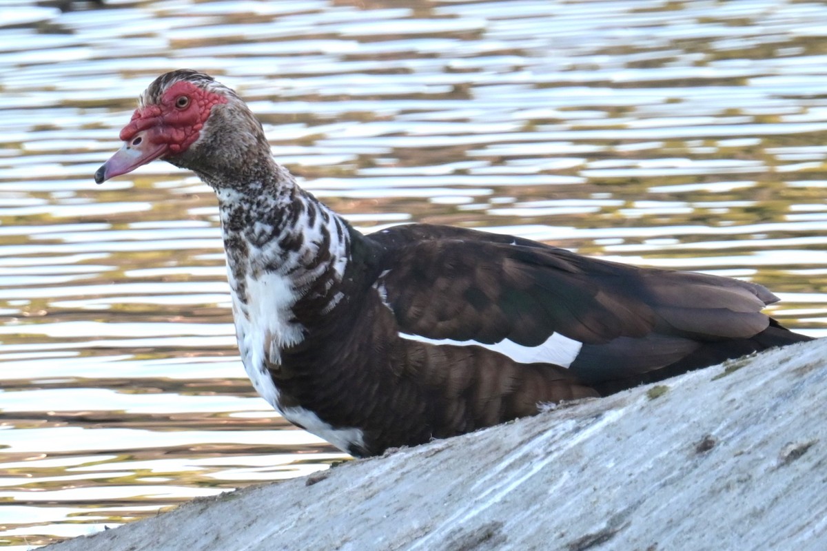 Pato Criollo (doméstico) - ML624359761