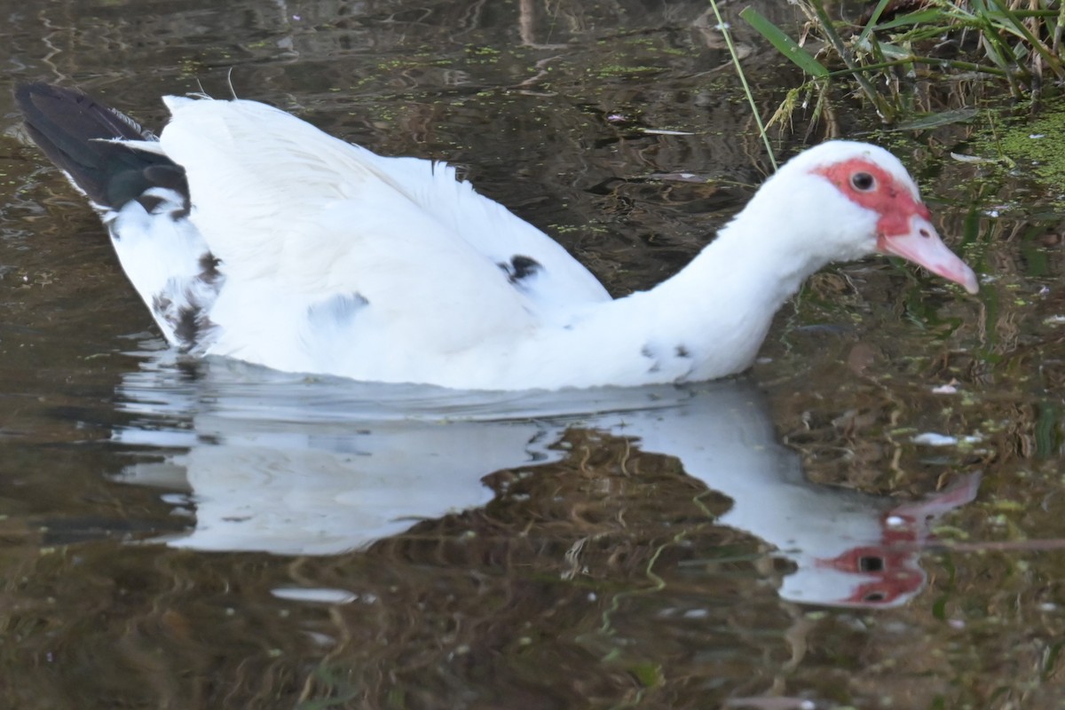 Pato Criollo (doméstico) - ML624359762