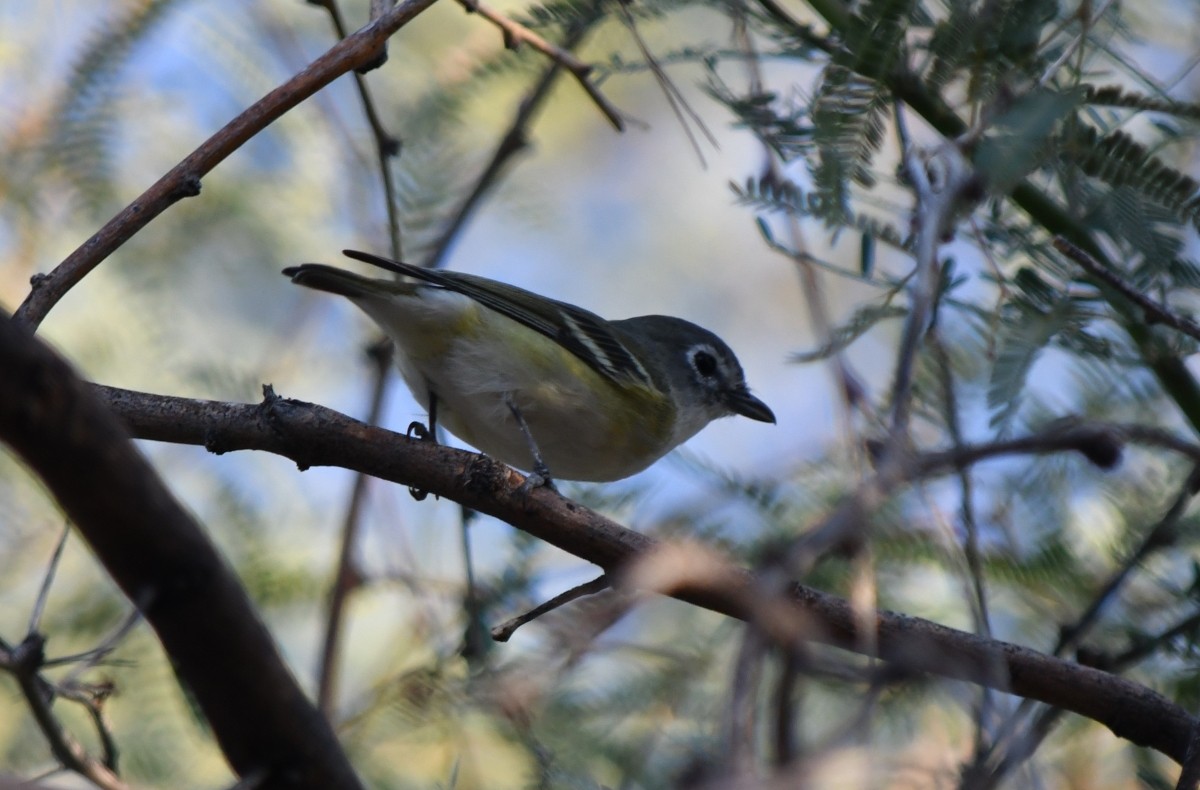 Vireo de Cassin - ML624359771