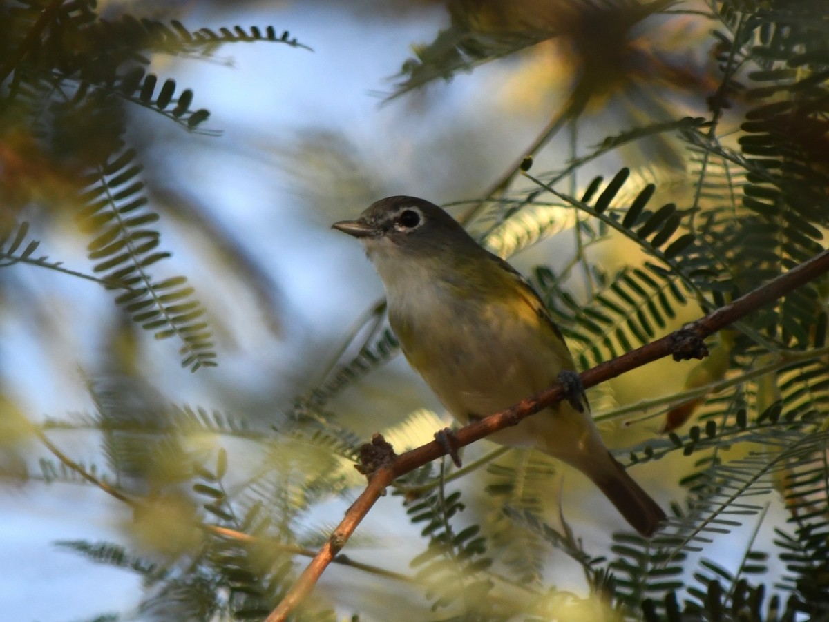 Vireo de Cassin - ML624359772