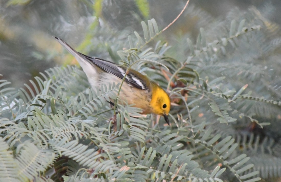 Hermit Warbler - Steve Nord