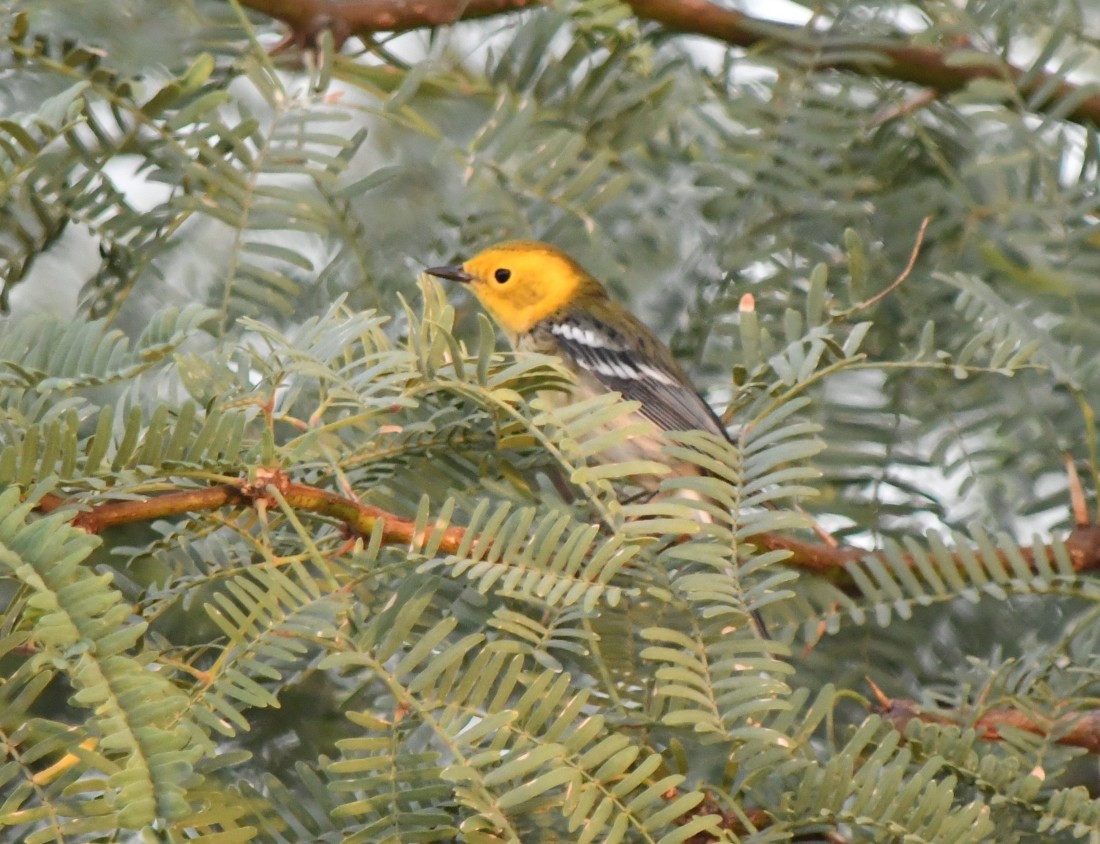 Hermit Warbler - Steve Nord