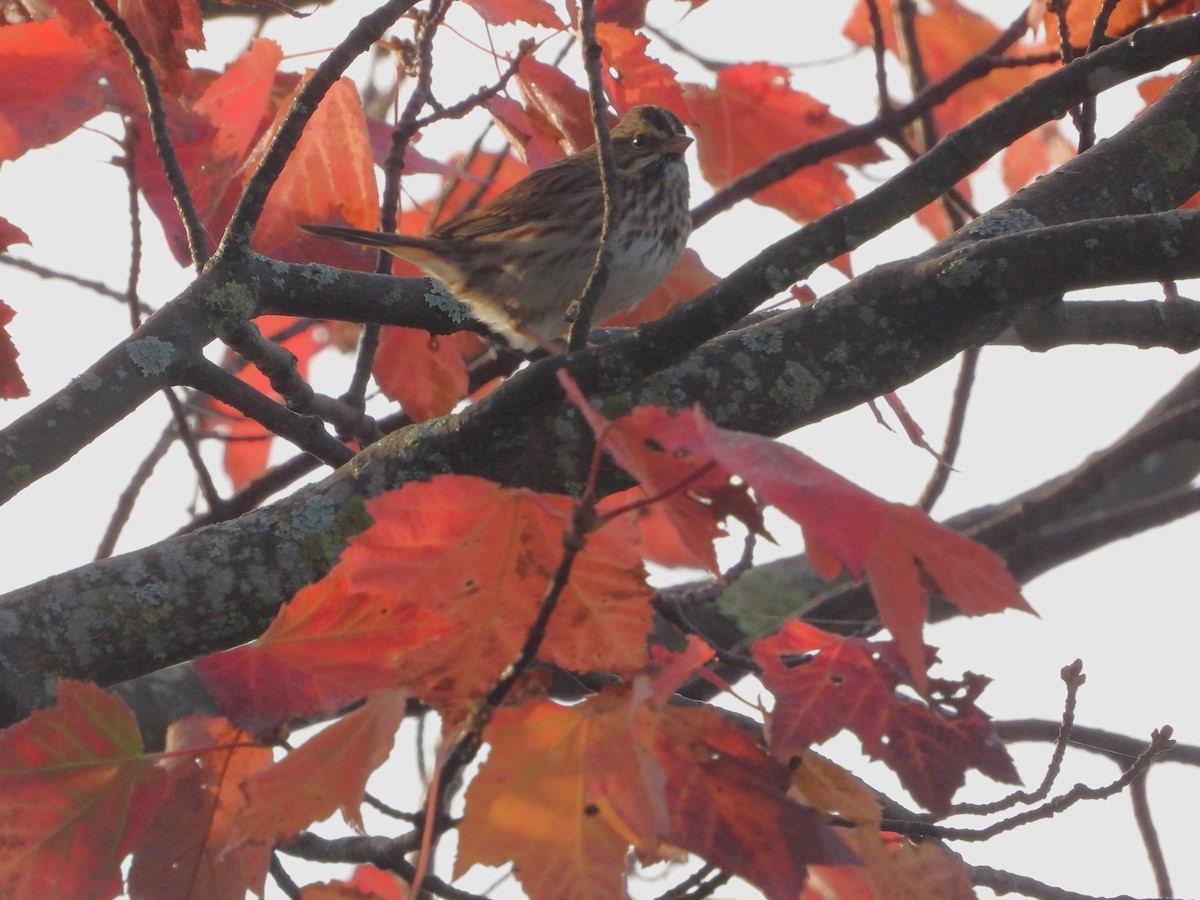 Song Sparrow - ML624360102
