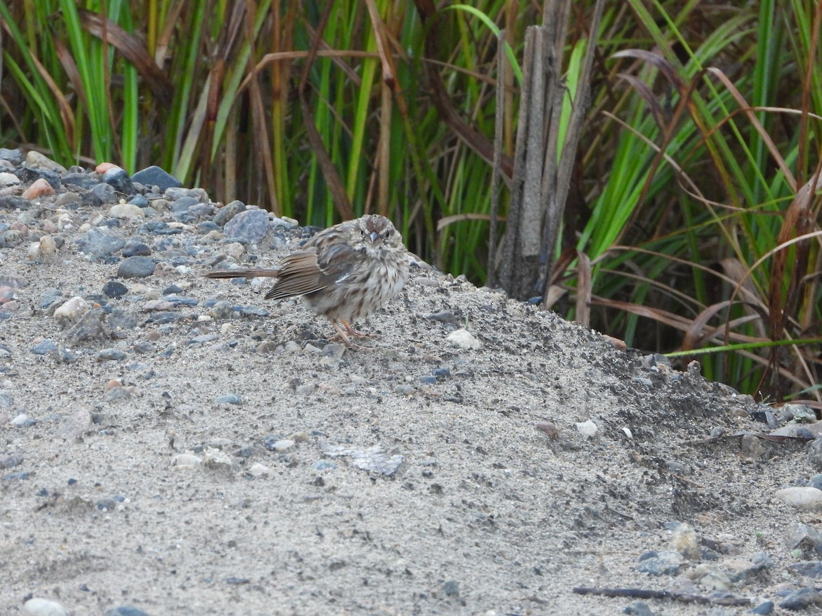 Song Sparrow - ML624360105