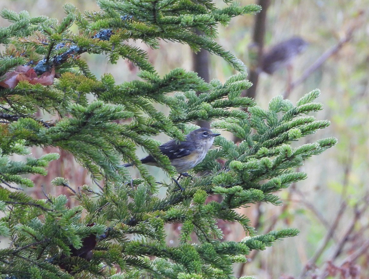 Yellow-rumped Warbler - ML624360162