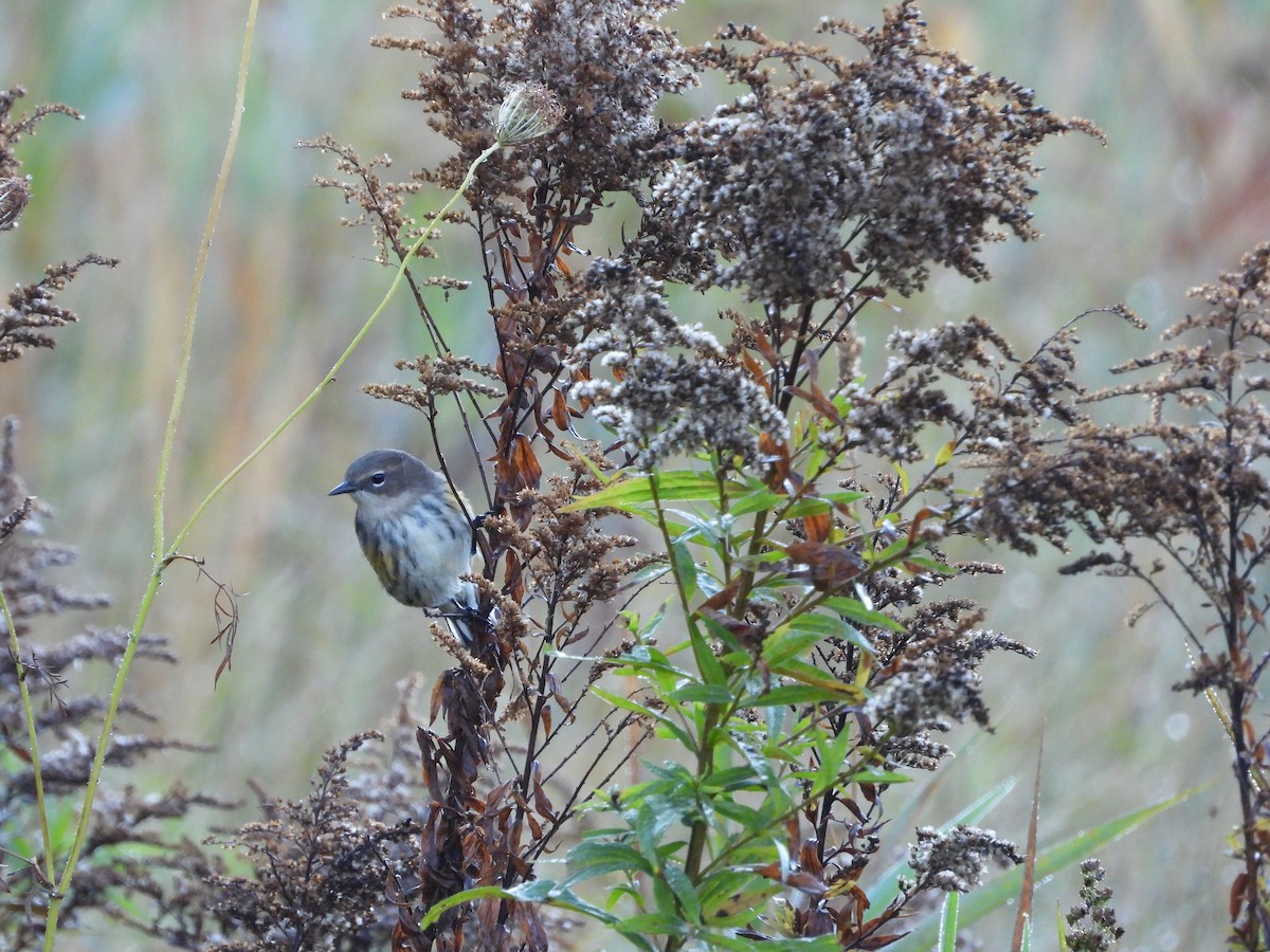 Yellow-rumped Warbler - ML624360163