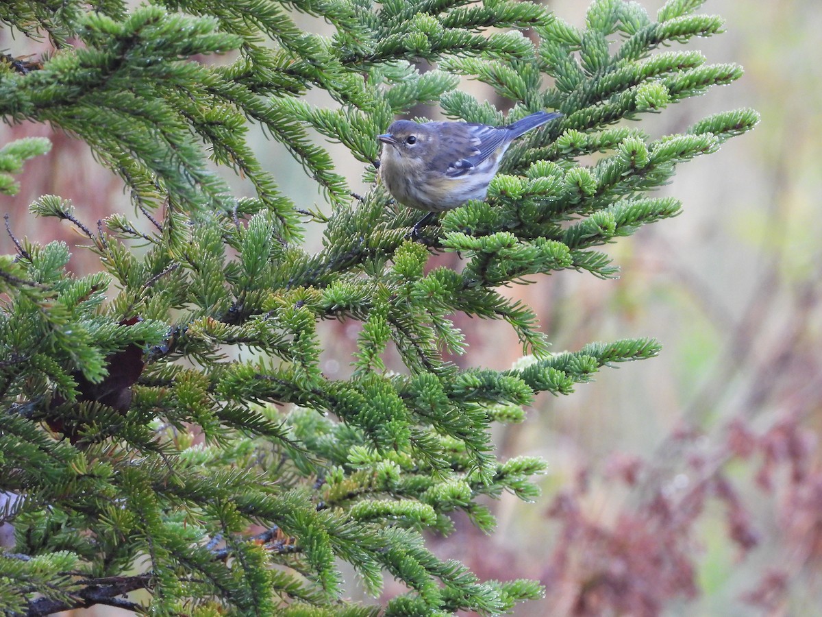Yellow-rumped Warbler - ML624360164