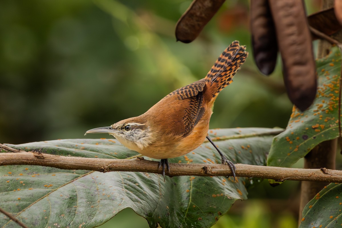 Long-billed Wren - ML624360271