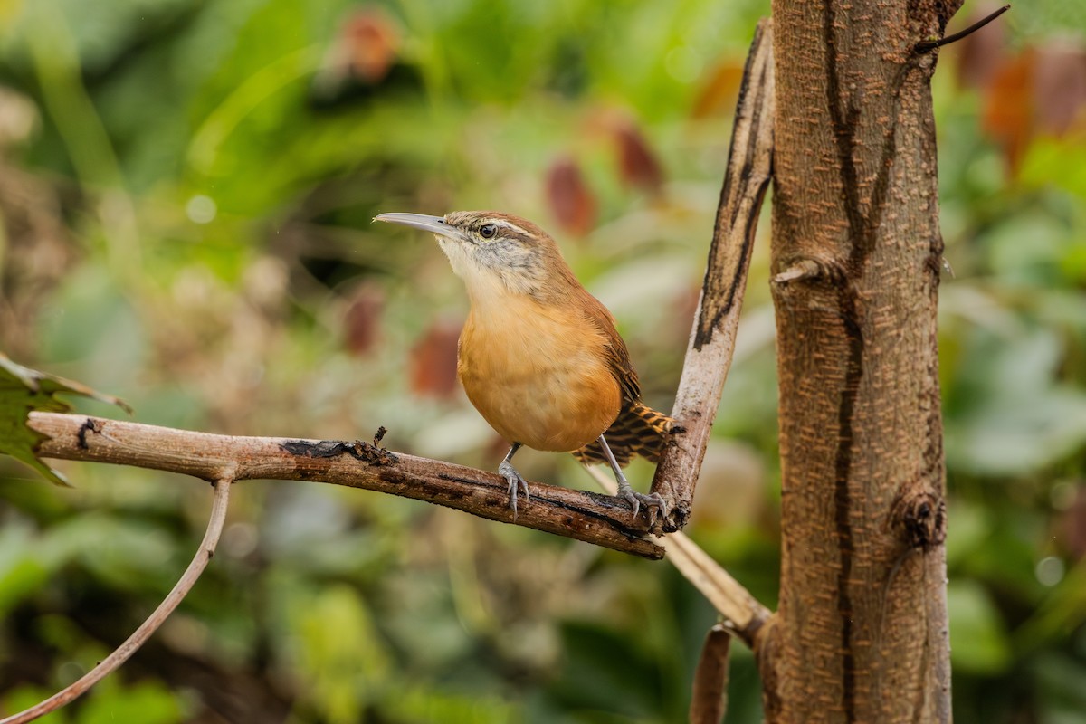 Long-billed Wren - Guto Magalhães