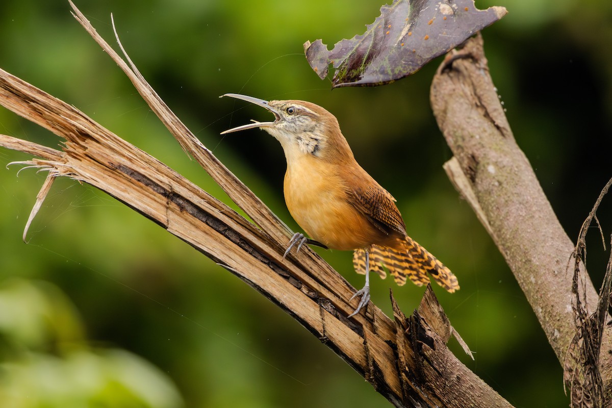 Long-billed Wren - ML624360273