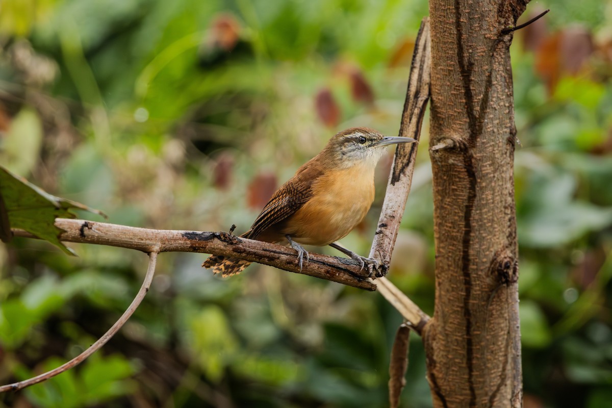 Long-billed Wren - ML624360274