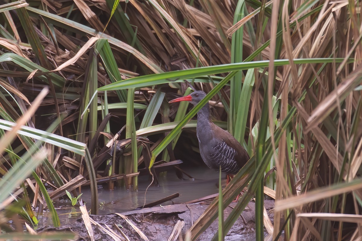 African Rail - ML624360435