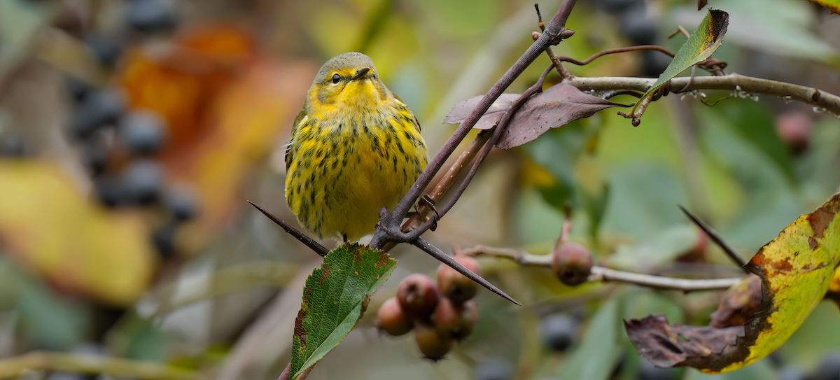Cape May Warbler - ML624360696