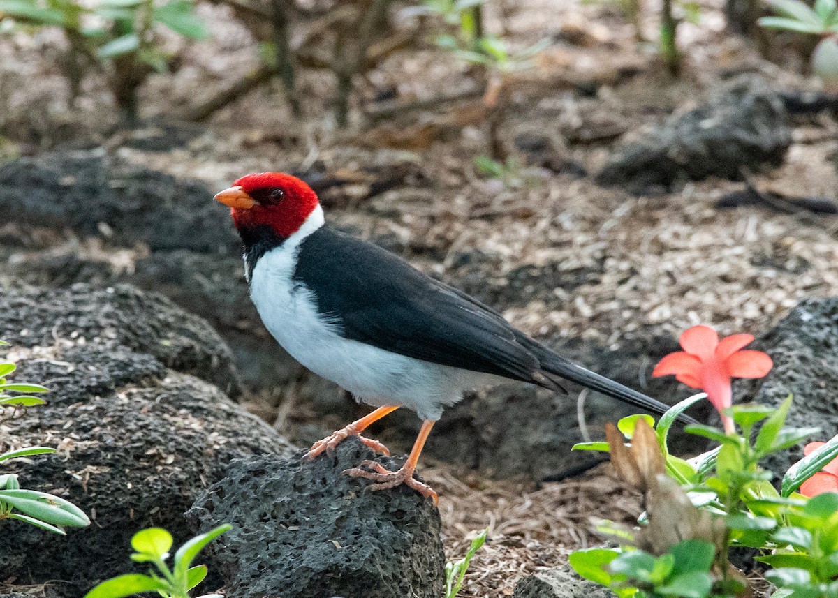 Yellow-billed Cardinal - ML624360744