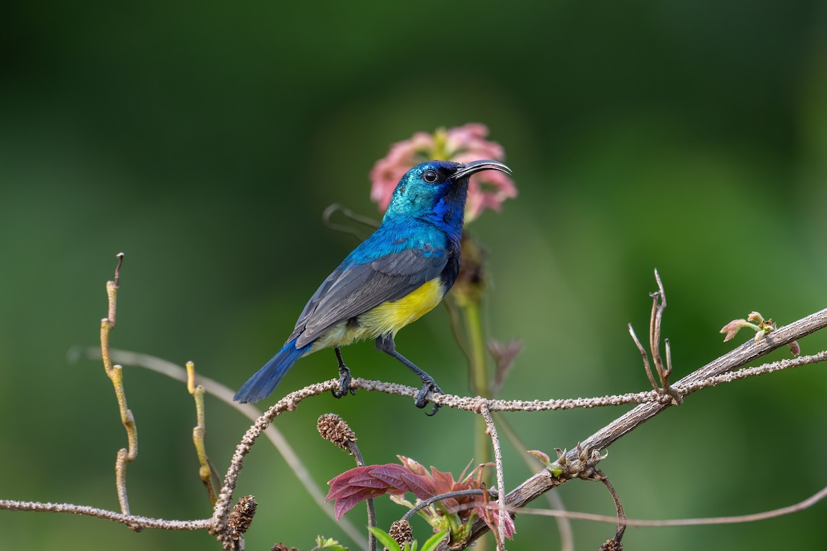 カワリタイヨウチョウ - ML624360762